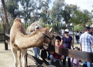 Convivio con camello